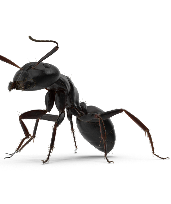 Pest Control McMahon Exterminating Home